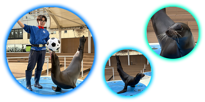 アシカパフォーマンス